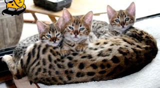 Bengal cat