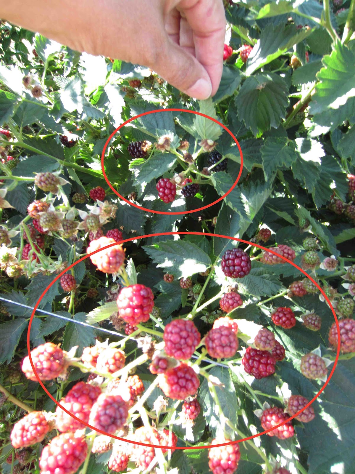 Navaho Blackberry