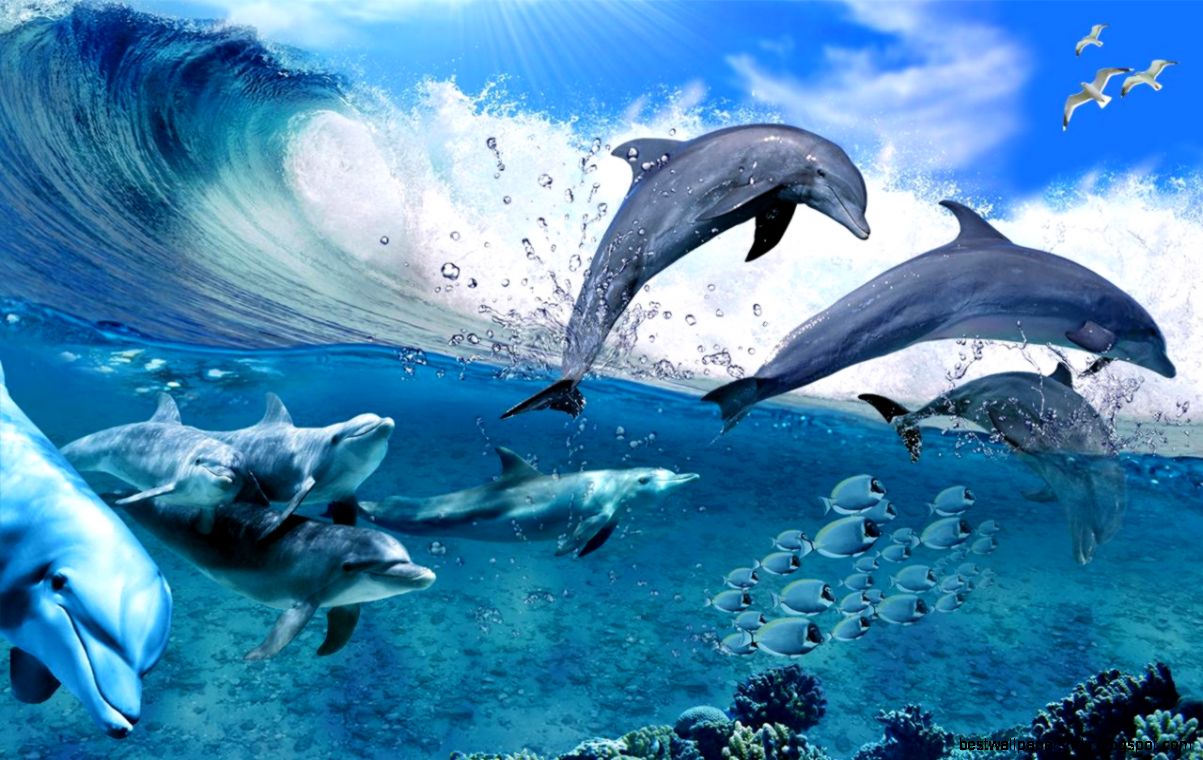 27 Free Dolphin Wallpapers Backgrounds 27 Free Dolphin Wallpapers Backgrounds
