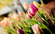 Especial Día de las Madres; Imágenes de flores para escribir mensajes . dia de las madres flores imagenes mensajes de mayo 