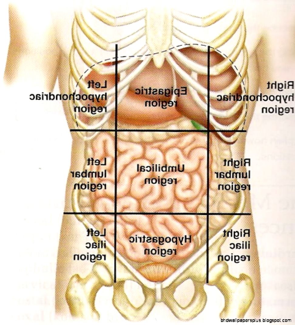 human anatomy abdomen LesilmcGuire human anatomy abdomen LesilmcGuire