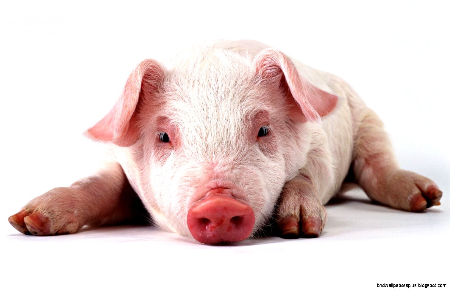Pig Wallpapers   HD Animals Wallpapers Pig Wallpapers   HD Animals Wallpapers