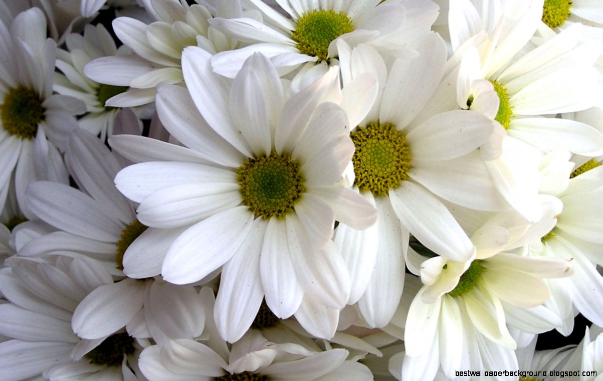 flower wallpaper download 10 flower wallpaper download 10