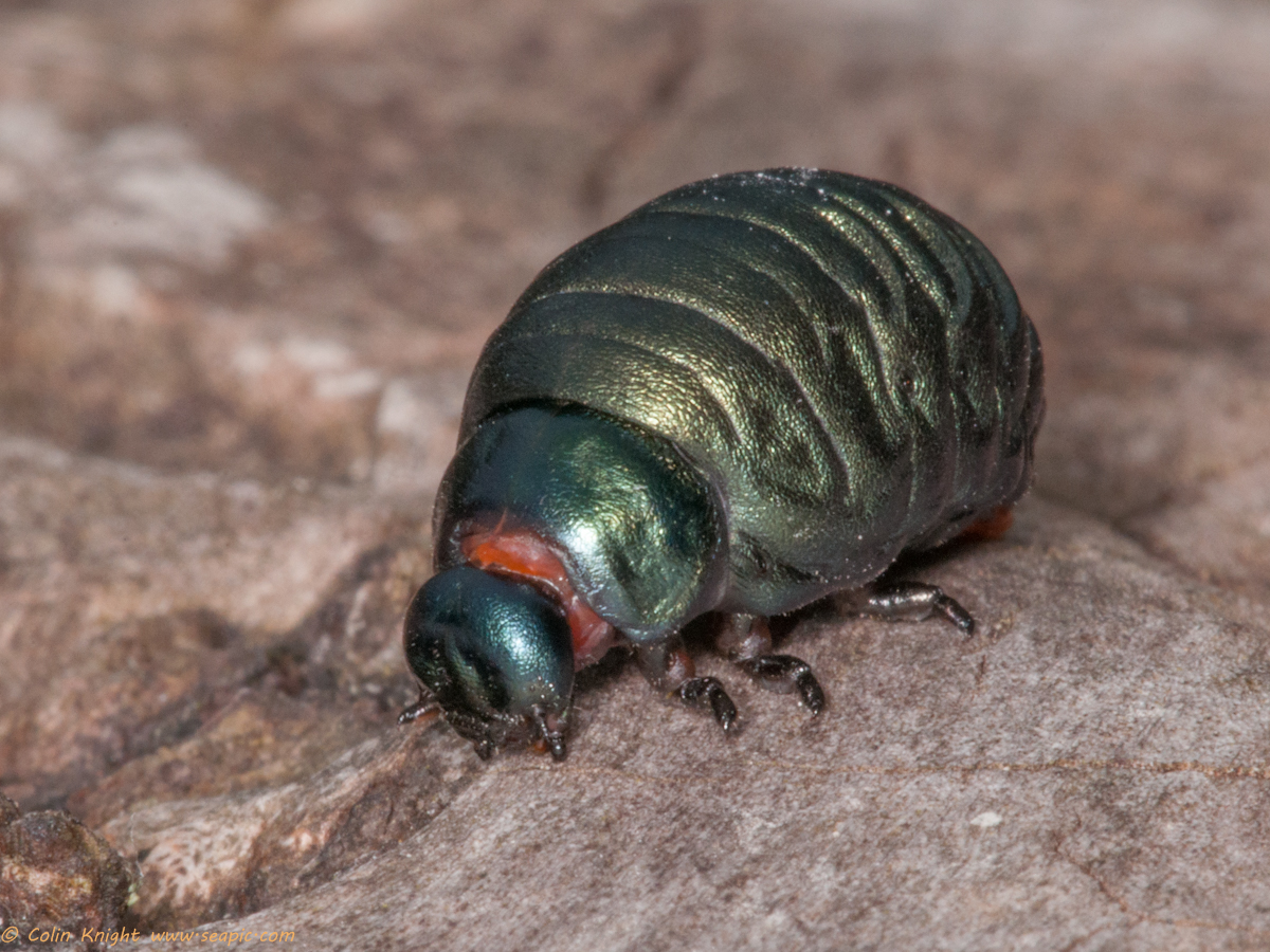 Who is this? Cheddar, UK. r/insects
