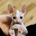 How much does a Cornish Rex Kitten Cost?