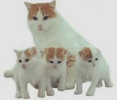 Harga Kandang Hamster Burung Sugarglider Kucing Turkish Van