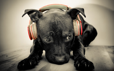 Red monster beats headphones with dog wallpapers