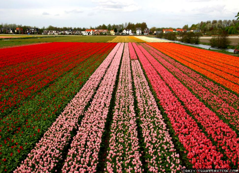 Holland Tulips Wallpaper Best Background Wallpaper Holland Tulips Wallpaper Best Background Wallpaper