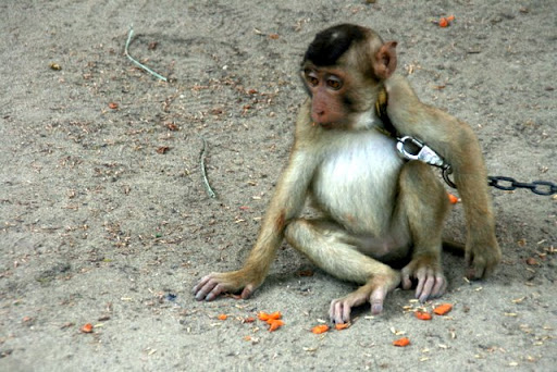 80 Foto Gambar Monyet Di Rantai Terlihat Cantik