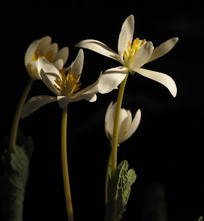 Sanguinaria canadensis flowers finishing