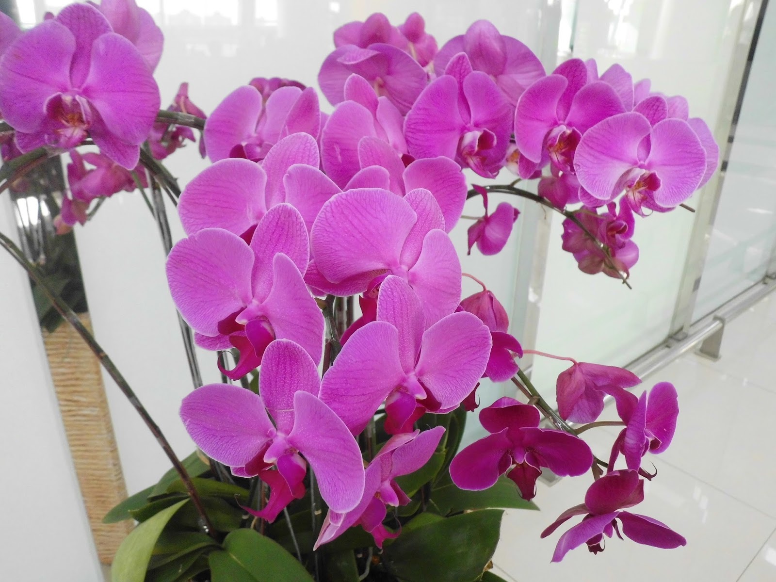 Pink Moon Orchid (Phalaenopsis amabilis) | Exotic Plants in Indonesia
