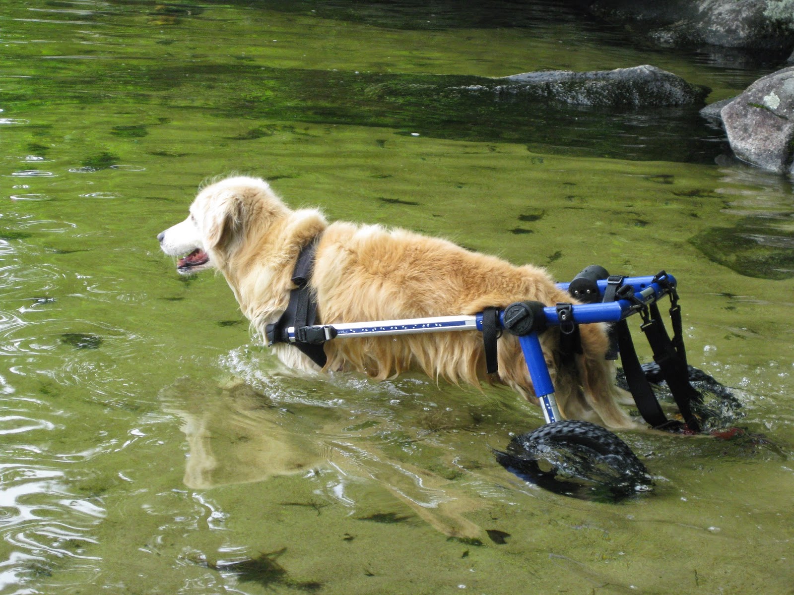 Handicapped Pets Drop the G and Go with Walkin' Wheels Dog Wheelchairs