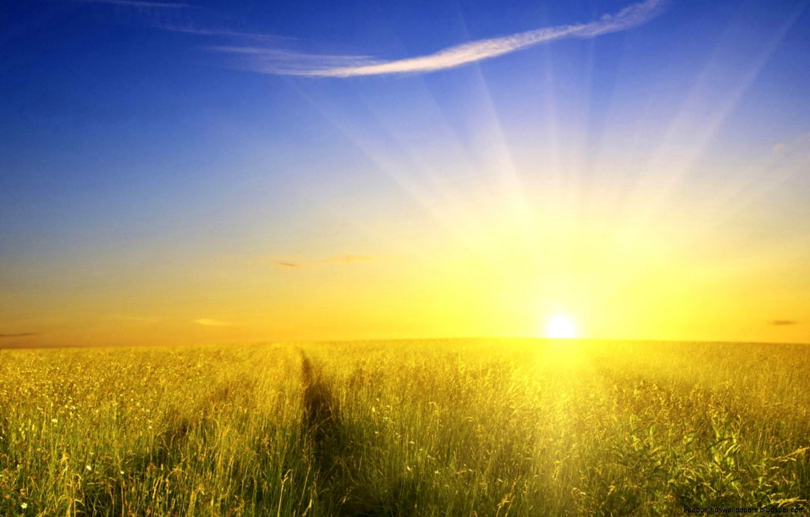Morning Sunshine Morning Sunshine
