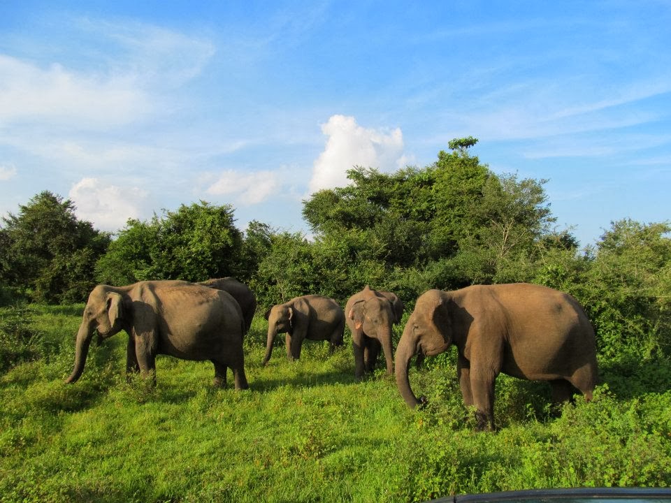 Safari Sri Lanka Sri Lanka Land With Rich Biodiversity