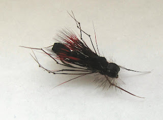The Bloody Prince Hopper.