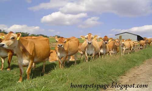 jersey cows australia