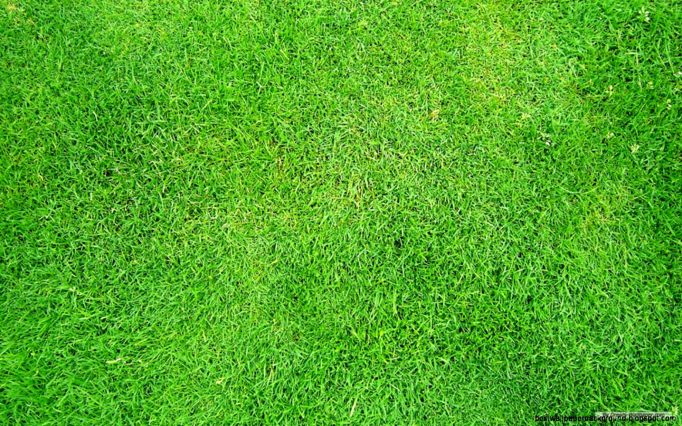 grass Wallpaper World grass Wallpaper World