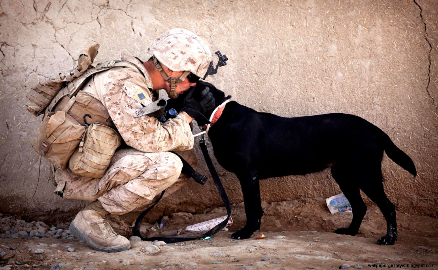Marine Kissing Dog Marine Kissing Dog