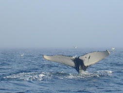 Whale Seen In Trinity Bay