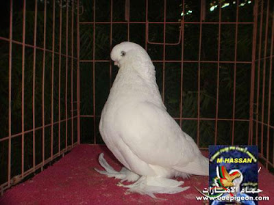 long face pigeon
