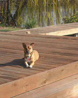 Kucing Lucu Mengintai Anjing Kucing Lucu Mengintai Anjing