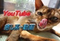 猫パンチ ↓動画