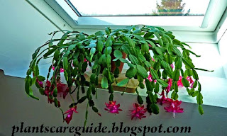 Caring for Christmas Cactus Plants