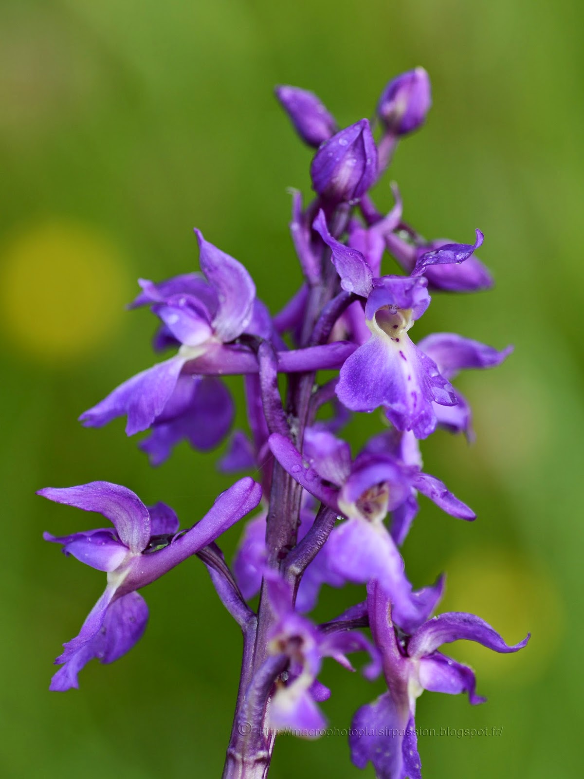 Macrophoto Plaisir Passion Orchis Male Orchis Mascula