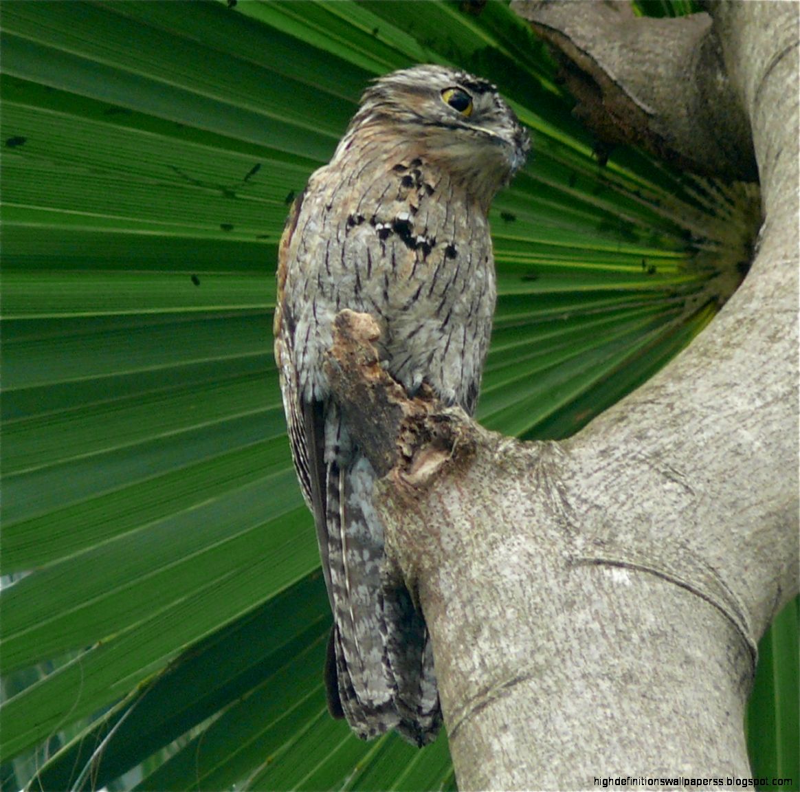 Category Bird ›› Page 0 Category Bird ›› Page 0