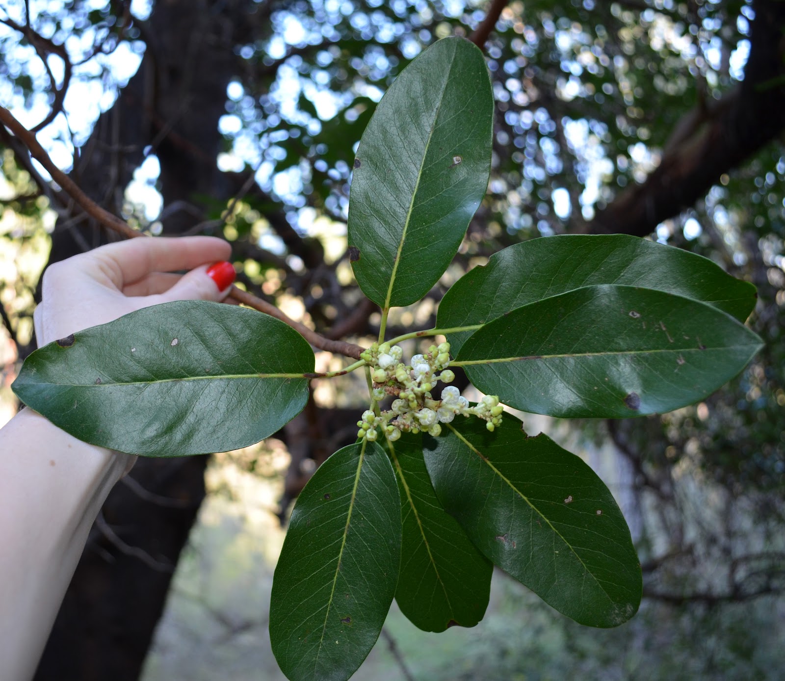 Discovering Ranch Life The Madrone Tree