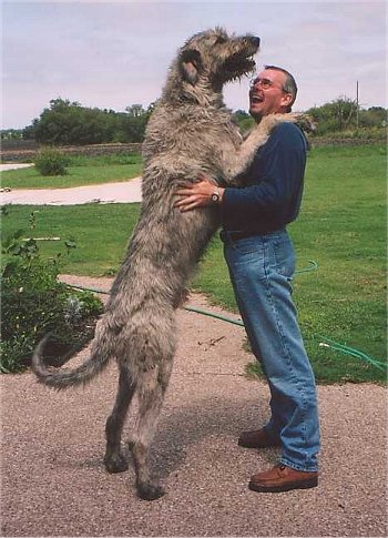 wolfhound and poodle mix