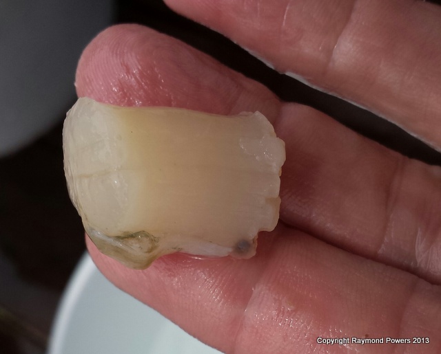 PURE FLORIDA: COME SCALLOPING WITH US! GOPRO UNDERWATER VIDEO BONUS!