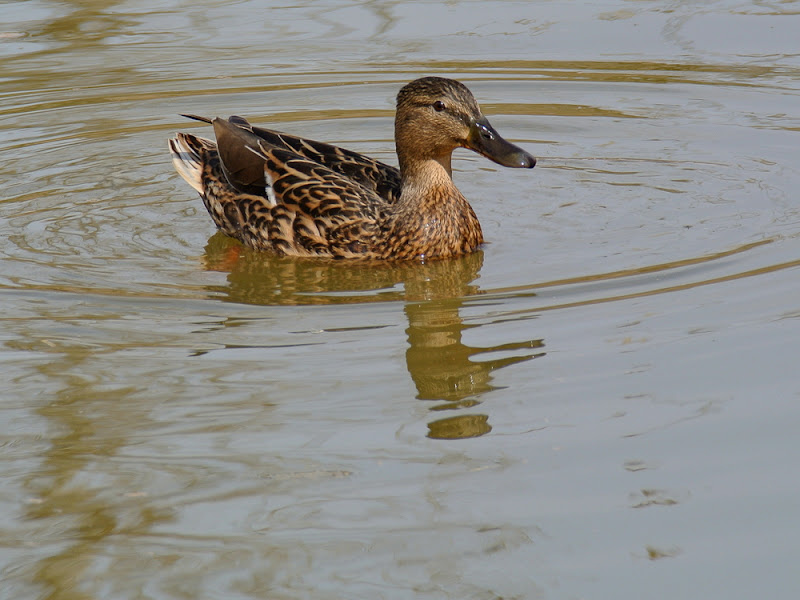 Nikon 1 V1 + FT1 + Nikkor 18-300 VR a 300 (810) mm • ISO 110 • 1/250 • f/8