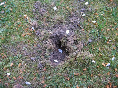 neuer Gartentraum Mysteriöse Löcher im Rasen