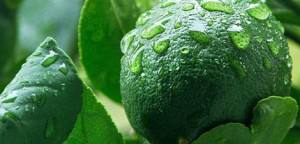 Jeruk Nipis Jeruk Lemon jpg