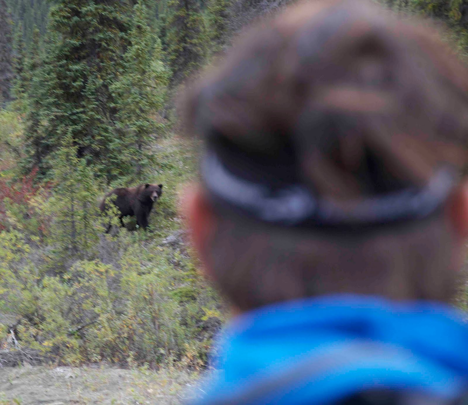 The Roaming Dials Skurka Grizzly Bear Encounter in Brooks Range