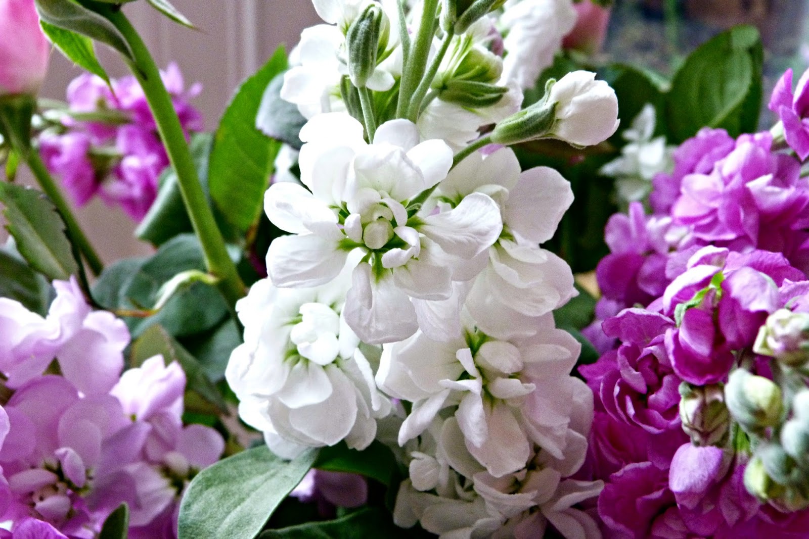 Given To Distracting Others Serenata Flowers Giveaway.