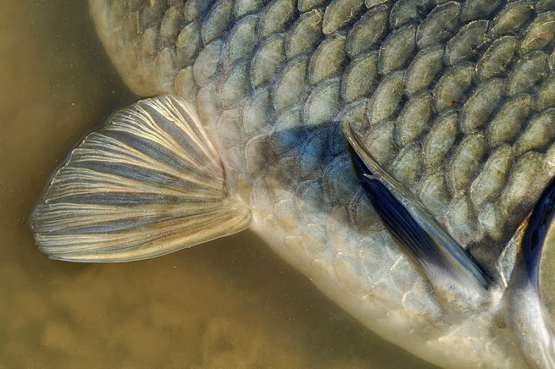 Nikon 1 V1 + FT1 + Micro Nikkor 85 VR a 85 (229) mm • ISO 180 • 1/250 • f/8