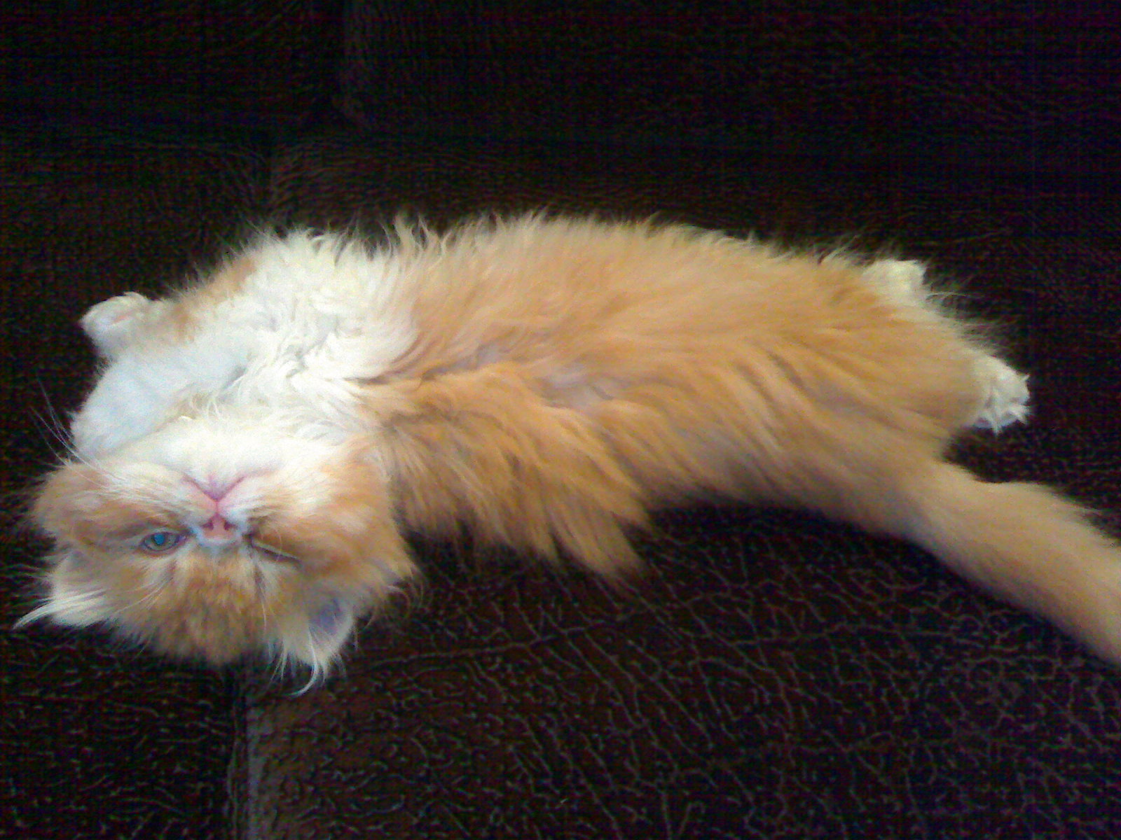 KONUŞSAM BİR TÜRLÜ, SUSSAM 1000 ) PAŞA KEDİMİZİN MANZARALARI