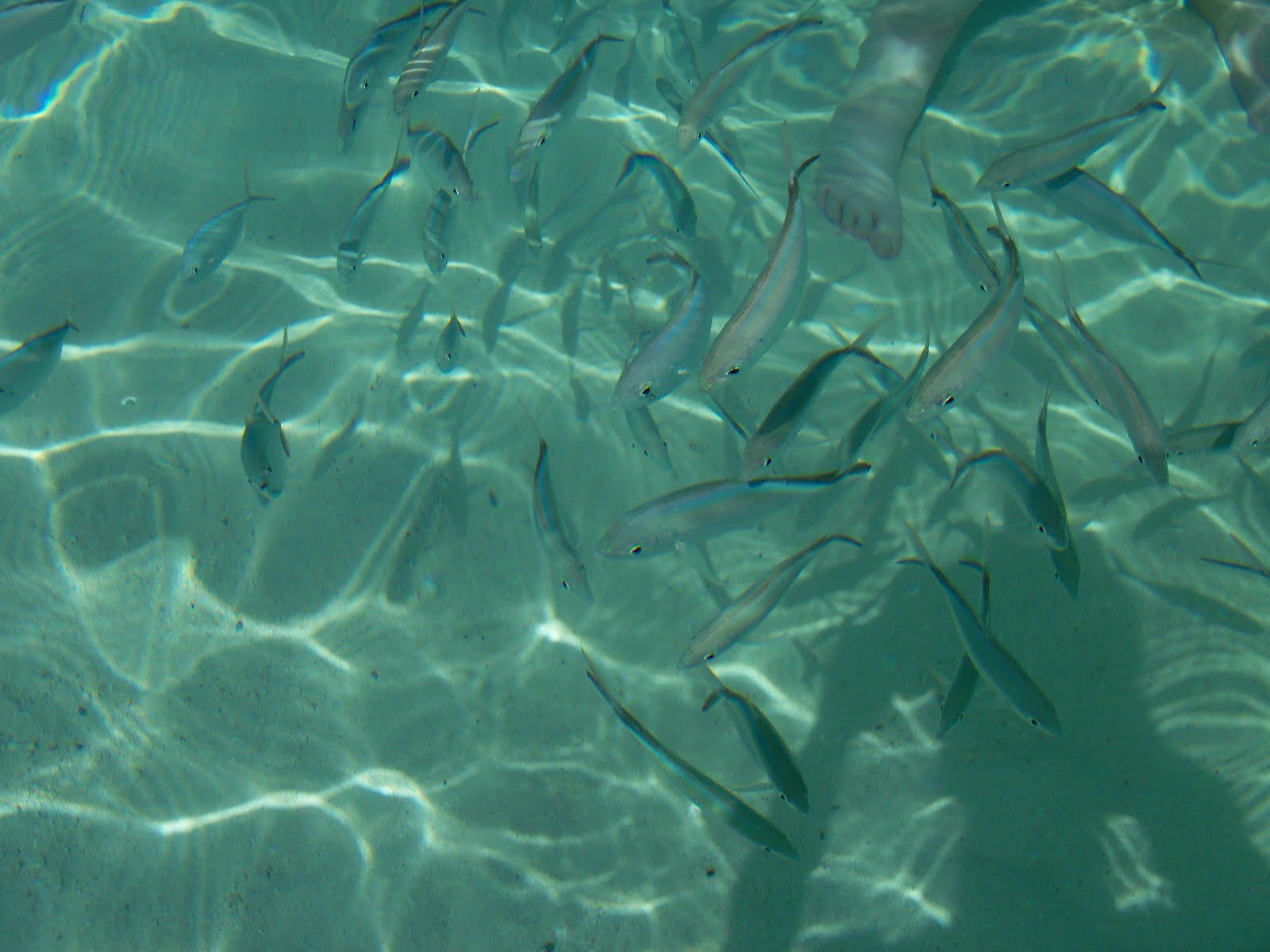fish crossing