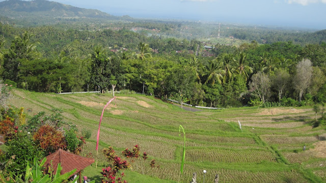 Paisaje de arrozales en Bali