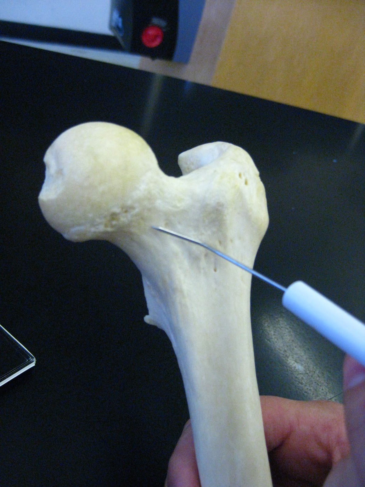 Boned: Human Skeleton - femur