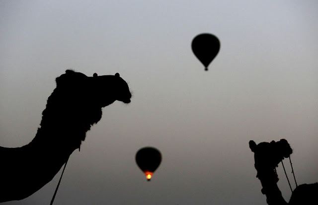 الهند: إحتفالات بوشكار لعام 2012 Pushkar+Camel+%2815%29