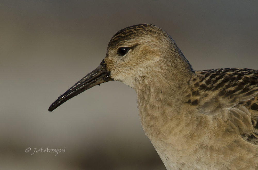 Combatiente, Philomachus pugnax, Ruff Combatiente, Philomachus pugnax, Ruff