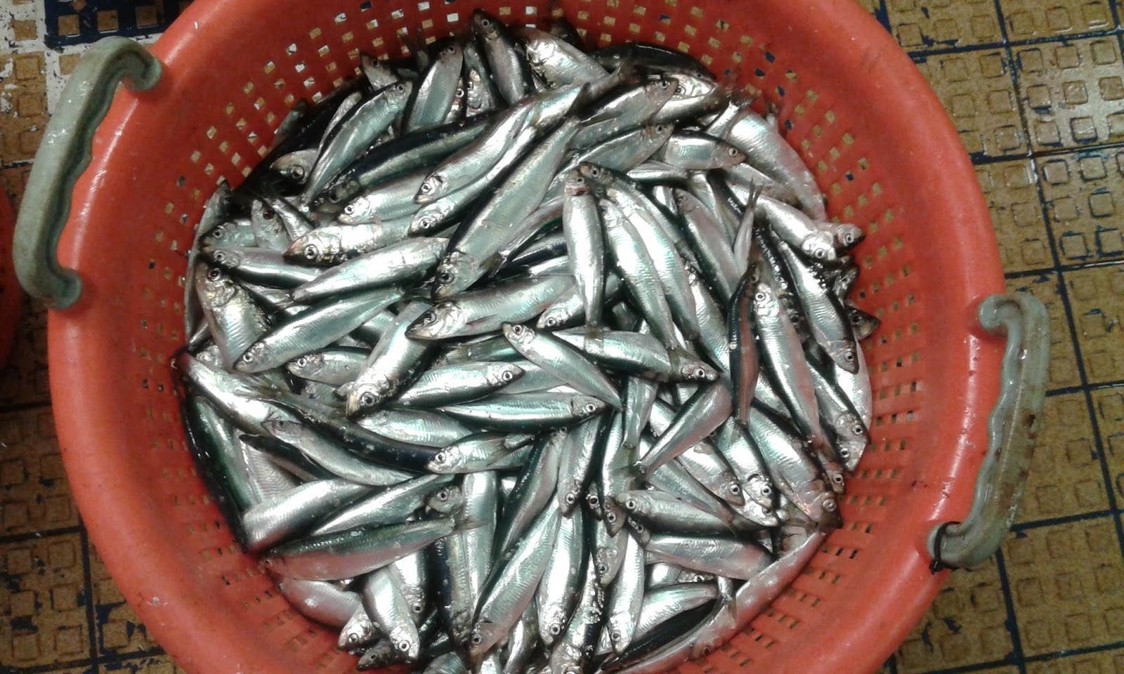 Herring Acoustic Survey young herring & sprat, fish schools in 3D!!