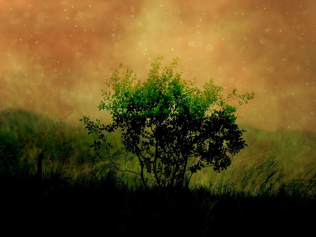 Nice HD natural beautiful Wallpaper ~ Wallpaper Gallery