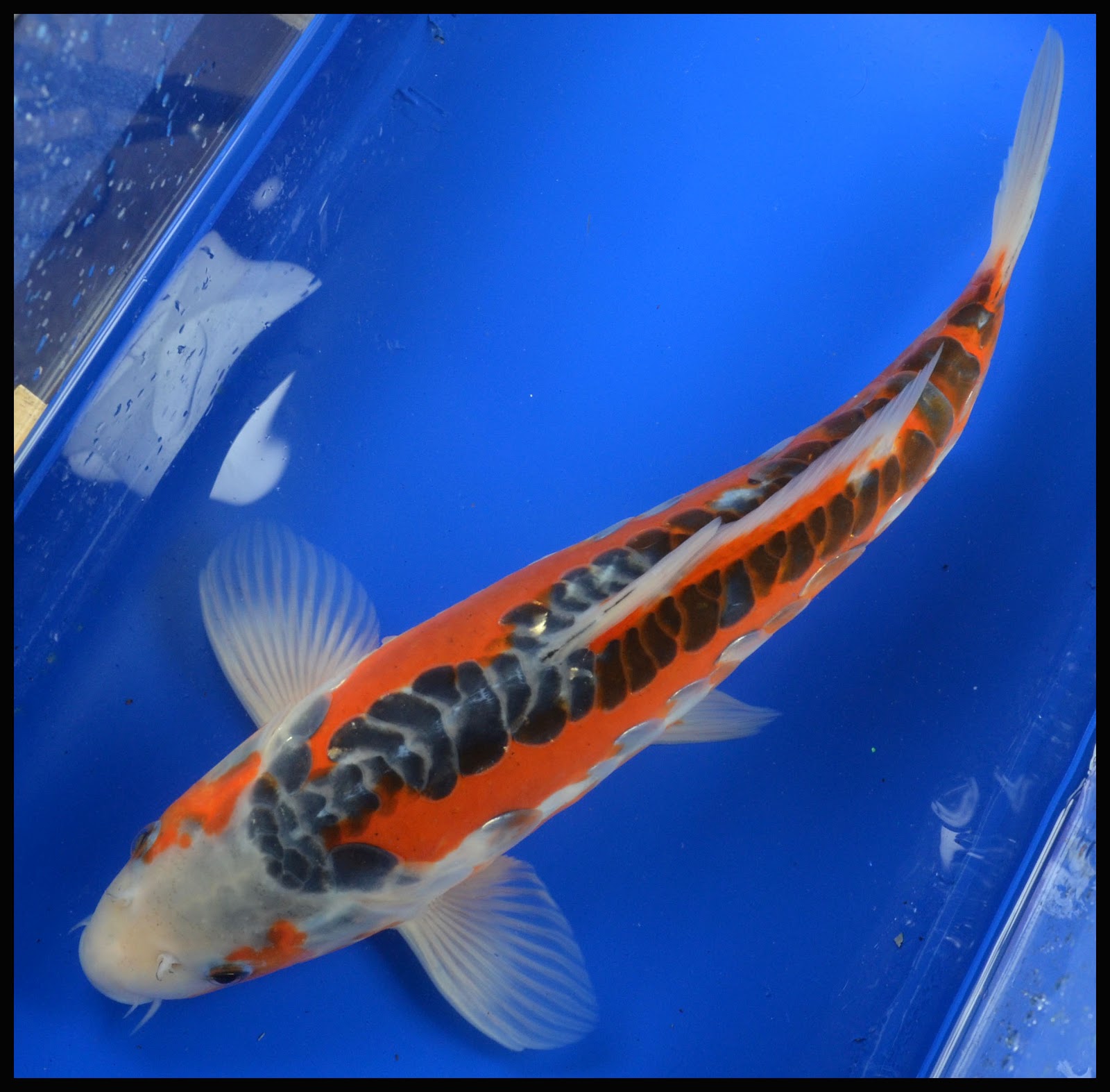 koi-pond-orange-county-1