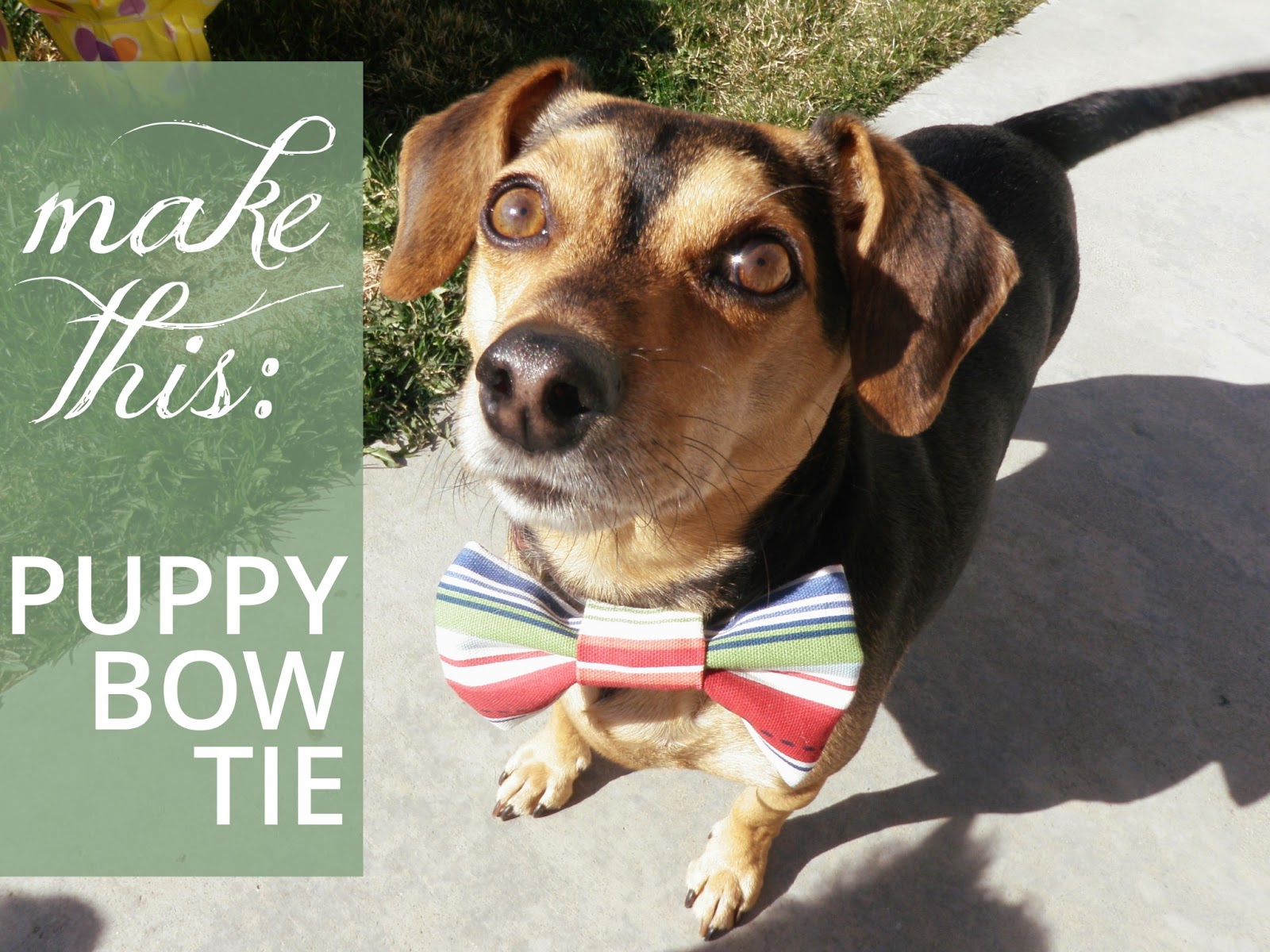 oh whimsical me DIY Puppy Bow Ties