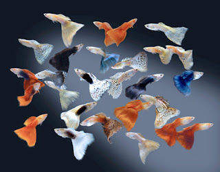 Guppy Guppy