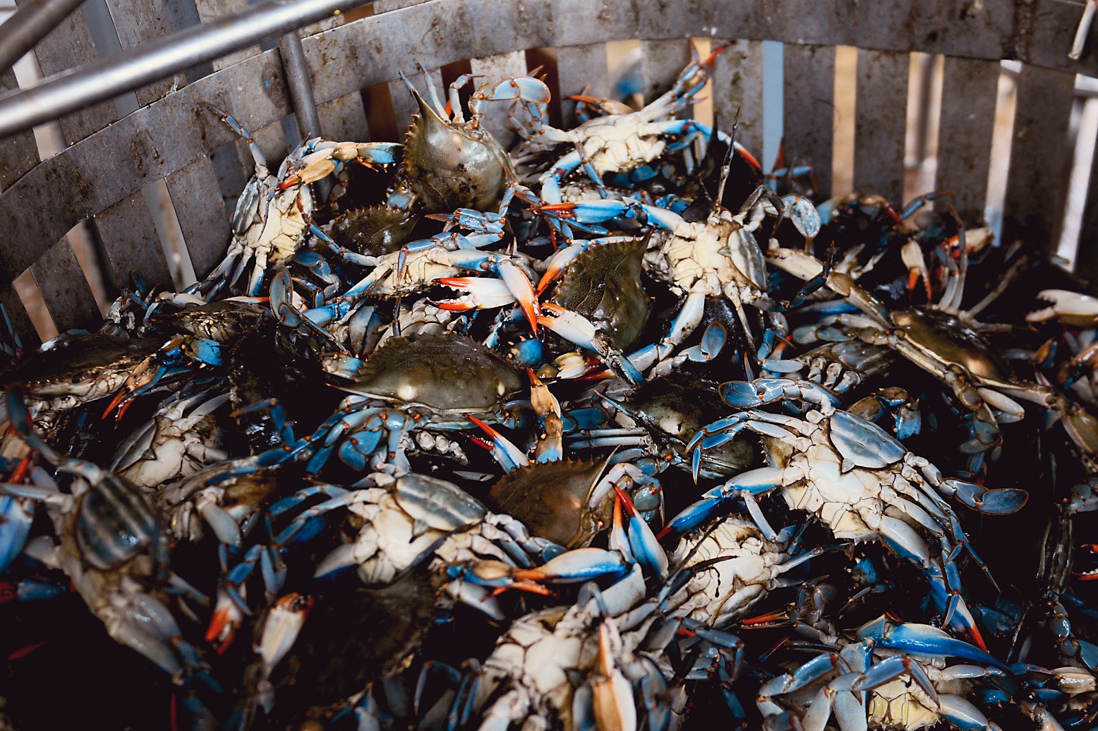 Simply Gourmet: Sifting Through Life: Crabs and Cambridge, MD.